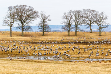 Resting migratory cranes in a field at spring