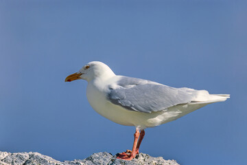 Fototapeta na wymiar Glaucous gull resting on a rock a sunny day