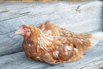 A red chicken sitting on wooden board in the yard on the village.