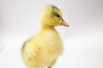 Portrait of a little duckling on white background