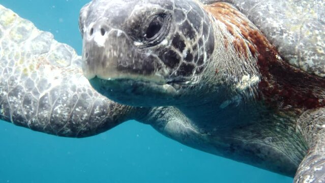 Moving plane towards swimming turtles, aquatic camera