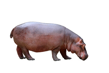 Hippopotamus isolated on transparent background png file