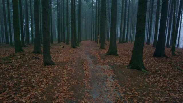 First Person View Exploring Dark Eerie Foggy Woodland With Trees And Autumn Leaves