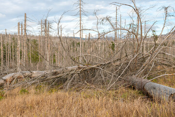 Fototapeta premium Waldsterben, abgestorbene Bäume in Nationalpark Harz, Deutschland