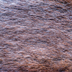fox fur background texture