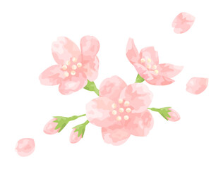 手塗り風の桜の花をイメージしたイラスト