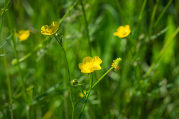 Obraz premium The meadow buttercup (lat. Ranunculus acris), of the family Ranunculaceae. Central Russia.