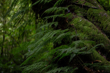 Close up photo fern leaves on tree and blurred background.