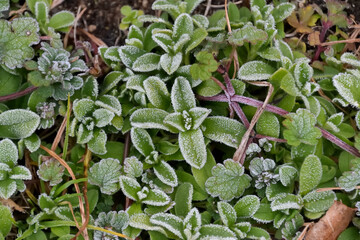 野草の葉っぱがグラニュー糖のような霜で白く縁取りされた景色