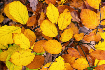 Autumn beech leaves on a branch