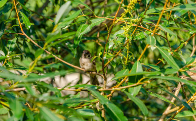A sparrow sits on the branches of a bush on a summer day.