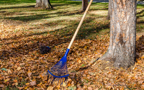 A rake for harvesting leaves in the park.