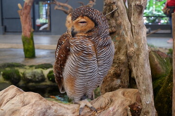 horned owl