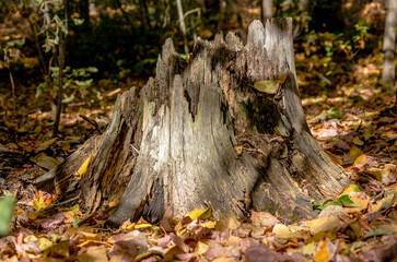 An old tree stump in the forest among yellow leaves.