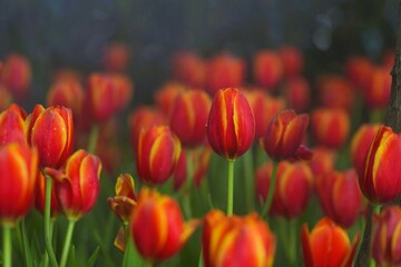 Fototapeta premium red tulips in the middle Surrounded by tulips together at the tulip garden