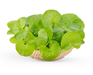 Centella asiatica, Asiatic Pennywort  in basket  on transparent.