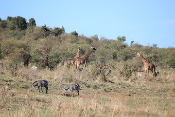 giraffes and zebras graze together in masai mara national park kenya africa