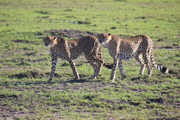Naklejka na ściany i meble a couple of cheetahs walk in the morning on the savannah in kenya in the masai mara park