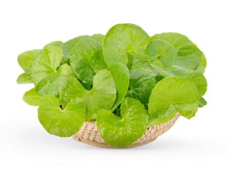 Centella asiatica, Asiatic Pennywort  in basket  on transparent.