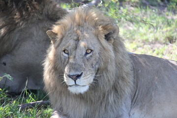 Obraz na płótnie Canvas lion closeup in savanna masai mara kenya africa