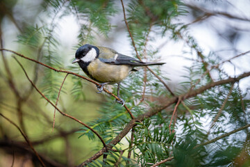 LA MÉSANGE