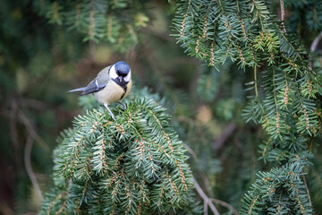 LA MÉSANGE