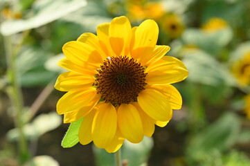 beautiful sunflower in the garden, closeup flower