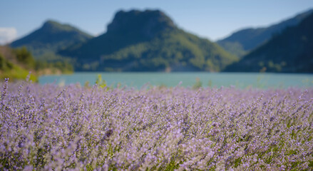 Obraz premium Fresh purple lavender flowers With mountains and lake in the background. Turkey trip