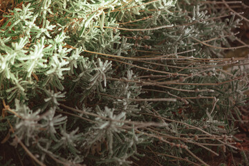 frozen winter plants covered with frost texture - 560952839