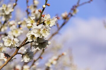 早春の梅の花