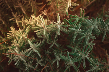 frozen winter plants covered with frost texture - 560953004