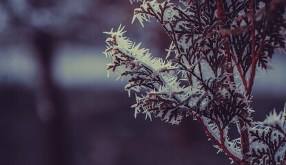 frozen winter plants covered with frost texture - 560953023