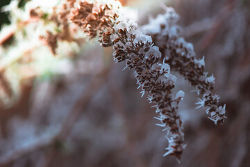 frozen winter plants covered with frost texture - 560953050