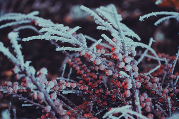 frozen winter plants covered with frost texture - 560953095
