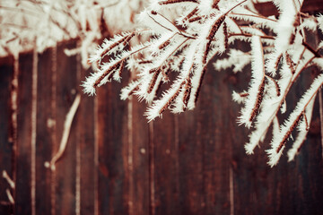 frozen winter plants covered with frost texture - 560953214