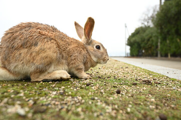 雨に濡れた野ウサギ