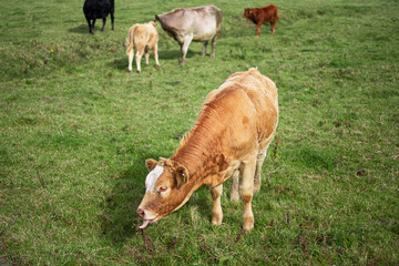 Cow cub eats grass with its tongue in the green meadow. Cow breeding. Farm produces fresh milk.