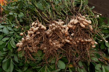 Fresh peanuts plants with roots plants harvest of peanut plants.