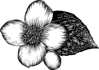 Obraz premium PNG engraved style illustration for posters, decoration and print. Hand drawn sketch of jasmine flower in monochrome. Detailed vegetarian food drawing. 