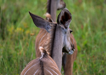 Kudu cows