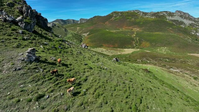 Aerial views with drone, Cubillas de Arbas. Images of the interior of the Iberian Peninsula, Castilla y León, a set of mountains and meadows with their animals running free.