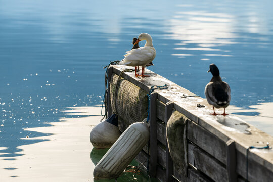 Ducks on apier at a lake in winter