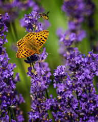 butterfly on flower