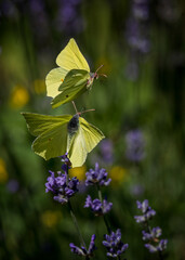 butterfly on flower