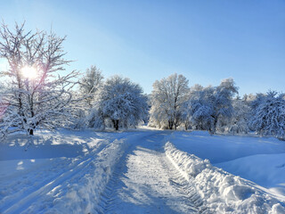 Obraz premium Winter landscape with trees, bushes and vegetation covered with snow after a heavy snowfall on a sunny day. Snowy winter fairytale. Winter landscape