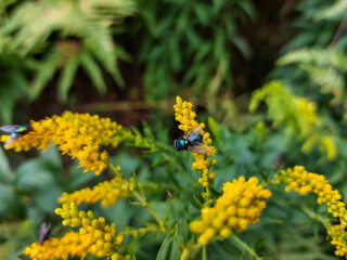 Close-up of metallic, shiny blue bottle fly, orange-bearded blue bottle or bottlebe (Calliphora vomitoria) sitting on a green leaf surrounded with green vegetation