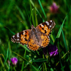 butterfly on flower