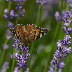 butterfly on flower