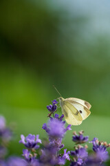 butterfly on flower