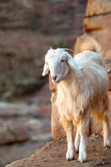 goats in the mountains around the historical site of Petra, Jordan